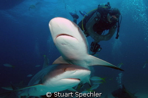 Dinnertime!  Hungry Caribbean reef sharks gathering for a... by Stuart Spechler 